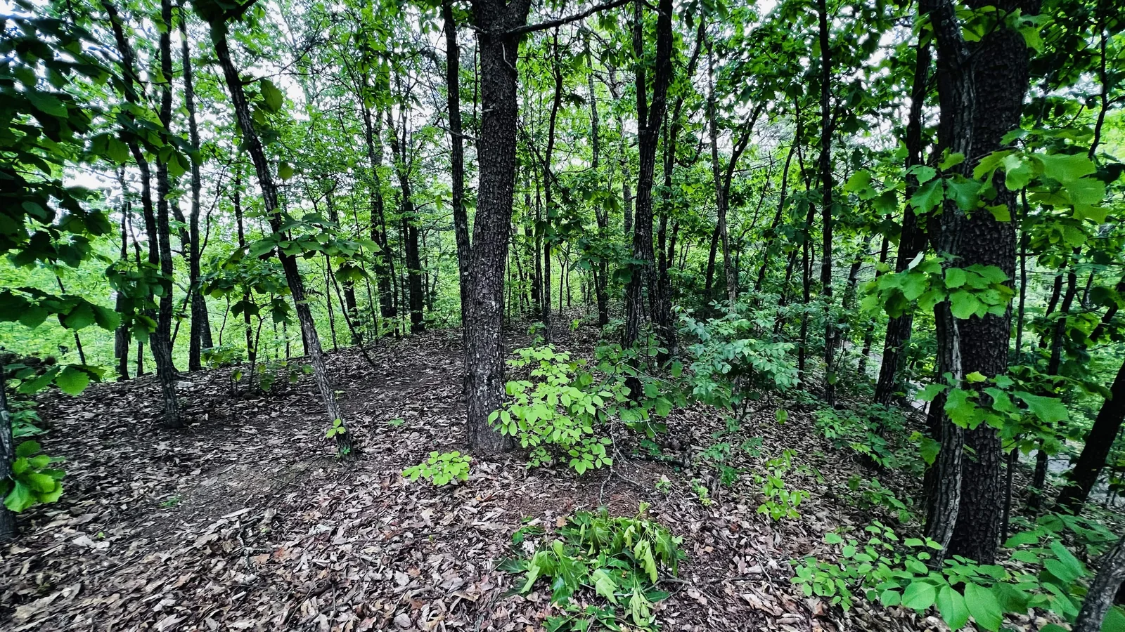 Deep green Smoky Mountain forest