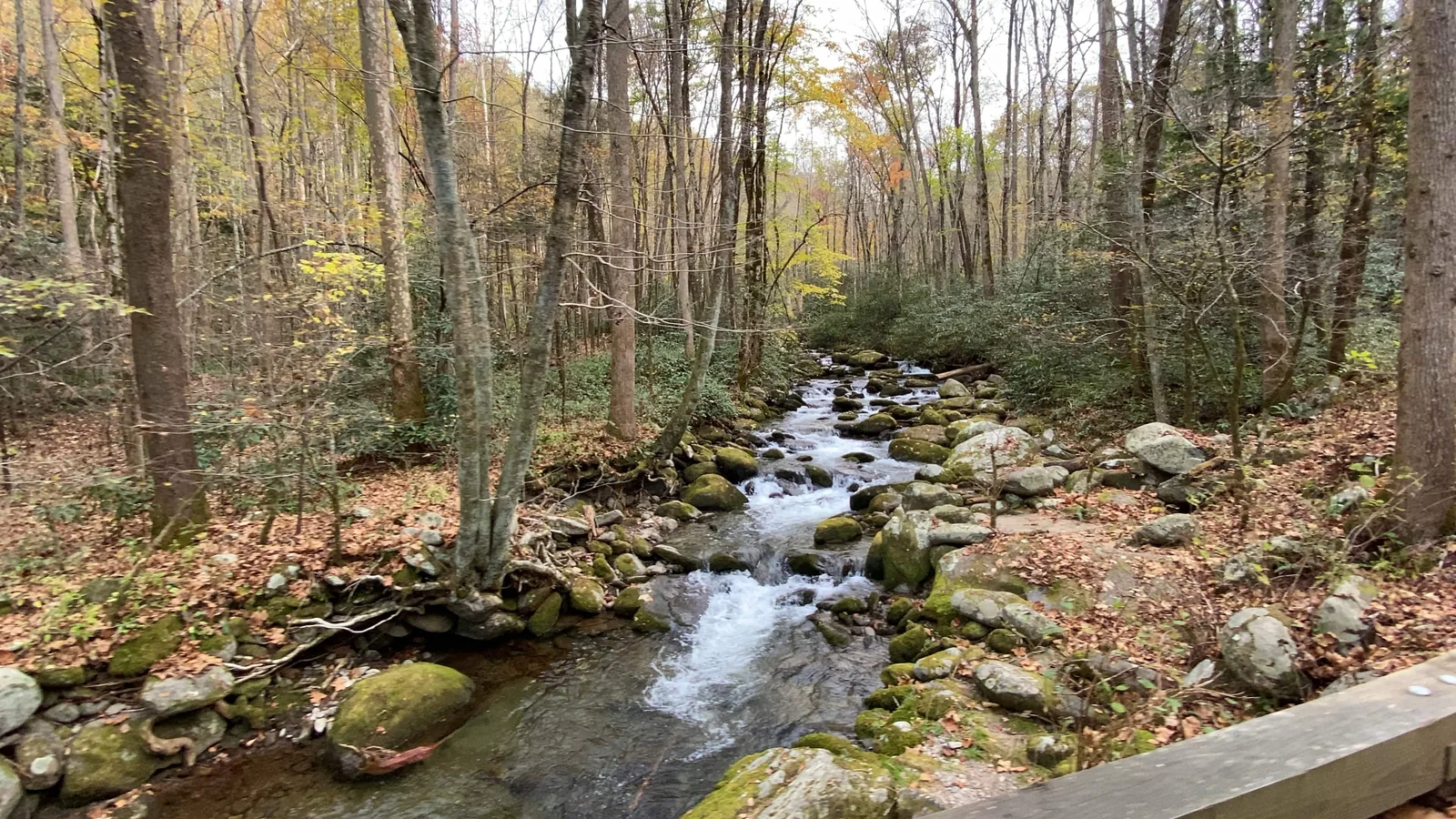 A wooded creek near the cabin